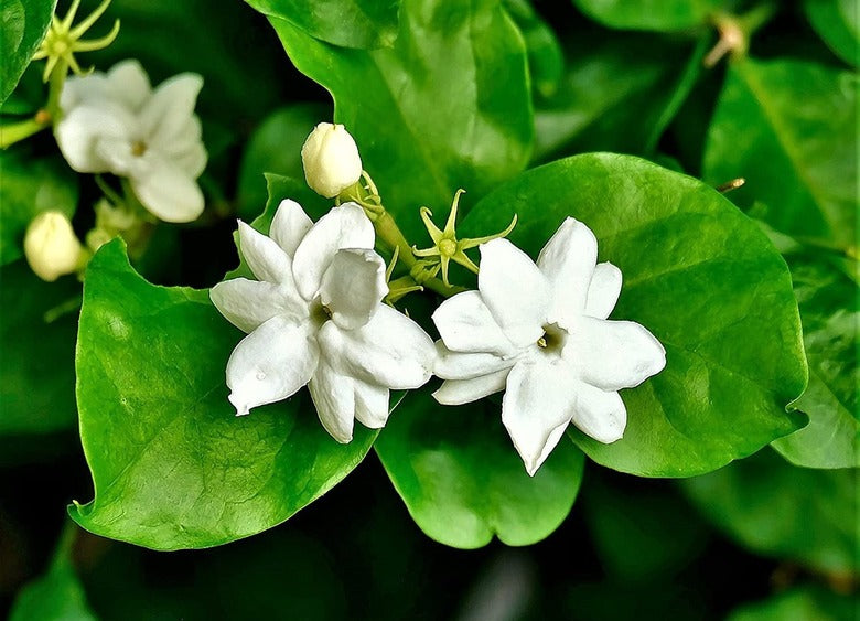 Sampaguita Blossom Vase